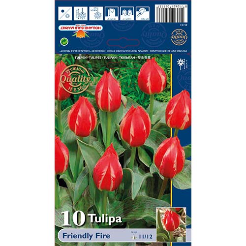 Tulipan Greiga Friendly Fire slika 1 članek 70264
