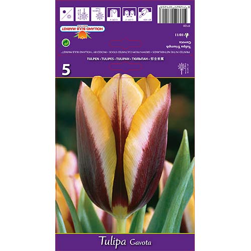 Tulipan Triumph Gavotte slika 1 članek 67840