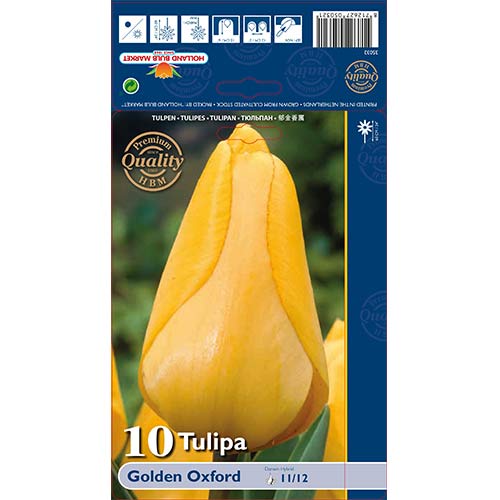 Tulipan Golden Oxford slika 1 članek 70248