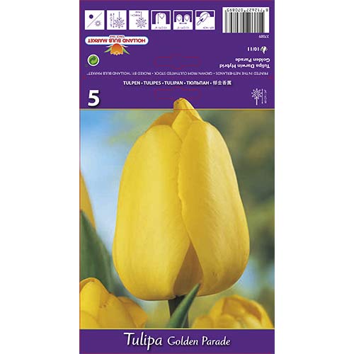 Tulipan Darwin Golden Parade slika 1 članek 67715