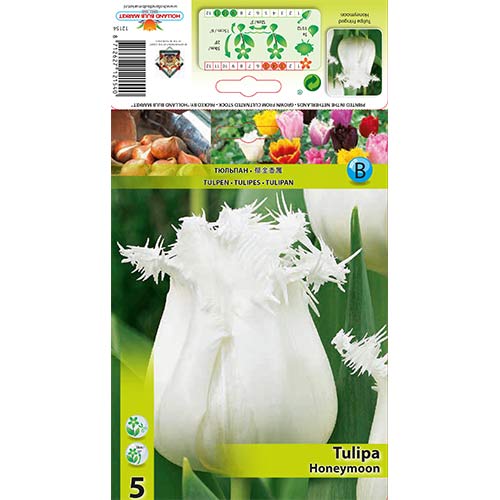 Tulipan Honeymoon slika 1 članek 68078