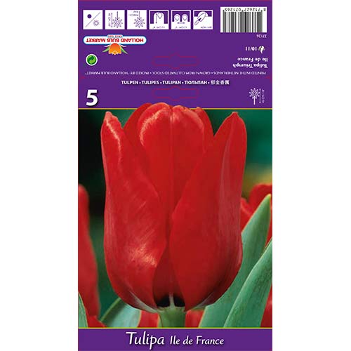 Tulipan Triumph Ile de France slika 1 članek 70218