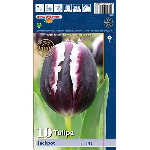 Tulipan Triumph Jackpot slika 1 članek 67727