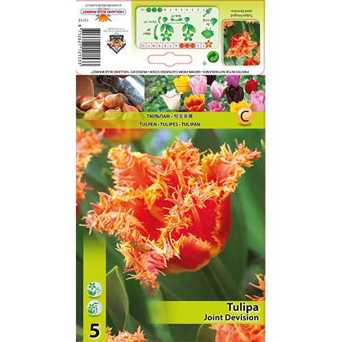 Tulipan Joint Devision slika 1 članek 70290