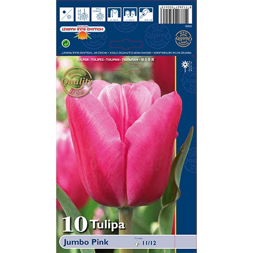 Tulipan Jumbo roza slika 1 članek 67726