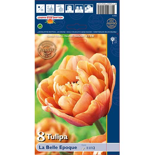 Tulipan La Belle Epoque slika 1 članek 70254