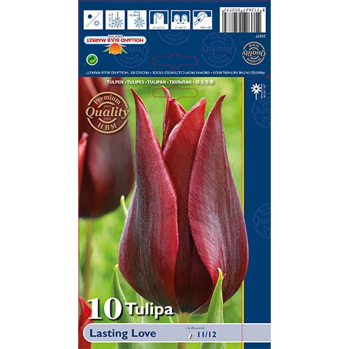 Tulipan lilijevka Lasting Love slika 1 članek 68035