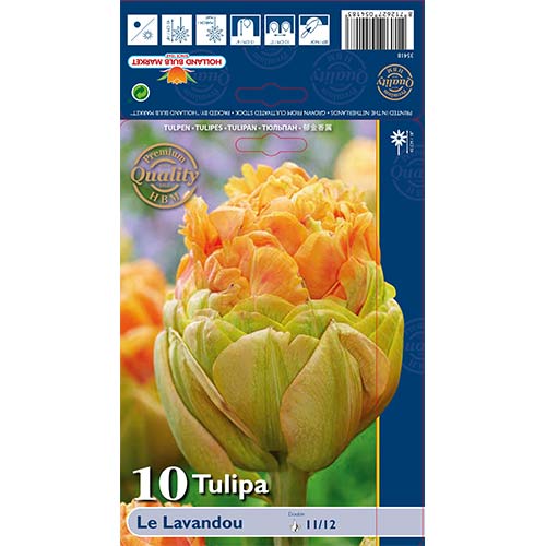 Tulipan Le Lavendou slika 1 članek 68036