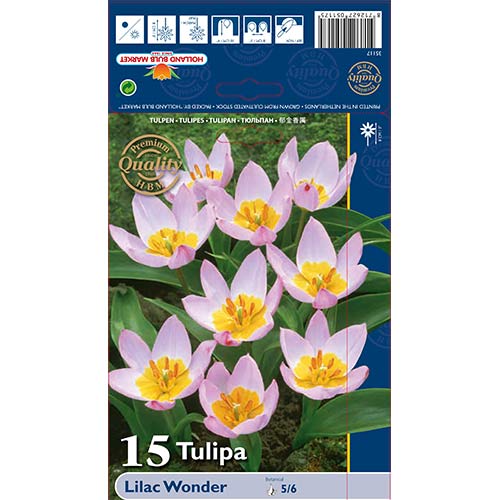 Tulipan botanični Lilac Wander slika 1 članek 67751