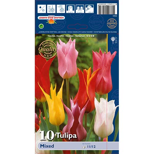 Tulipani lilijevke, mešanica slika 1 članek 67761