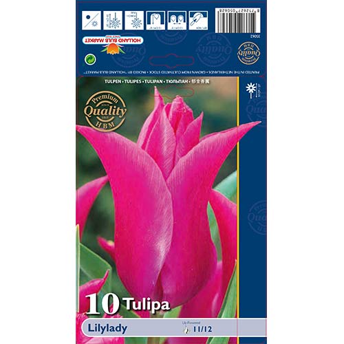 Tulipan Lilylady slika 1 članek 67760