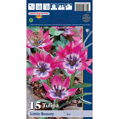 Tulipan botanični Little Beauty slika 1 članek 67499
