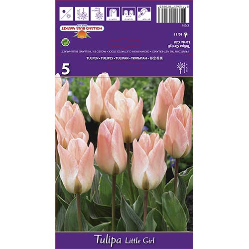 Tulipan Greiga Litlle Girl slika 1 članek 68108