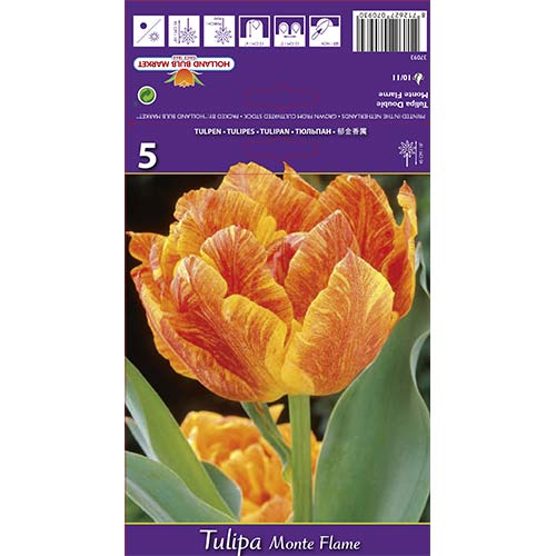 Tulipan frotirni Purple Monte Flame slika 1 članek 67777