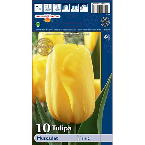 Tulipan Muscadet slika 1 članek 68043