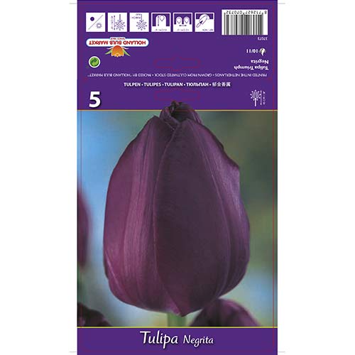 Tulipan Negrita slika 1 članek 67842