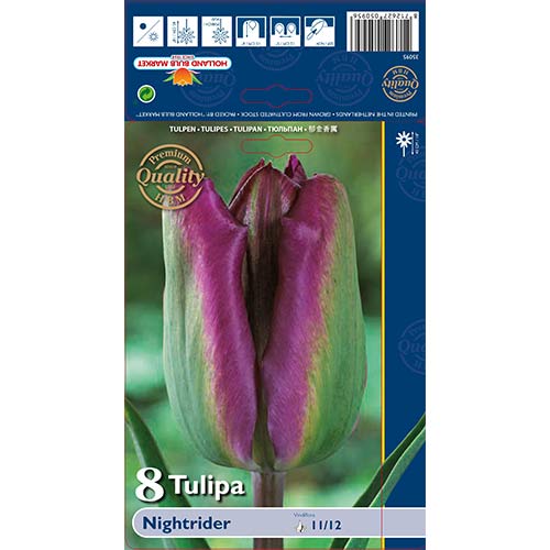 Tulipan Night Rider slika 1 članek 68044