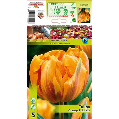 Tulipan Orange Princess slika 1 članek 67781