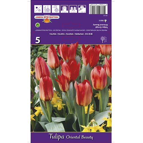 Tulipan Oriental Beauty slika 1 članek 67785