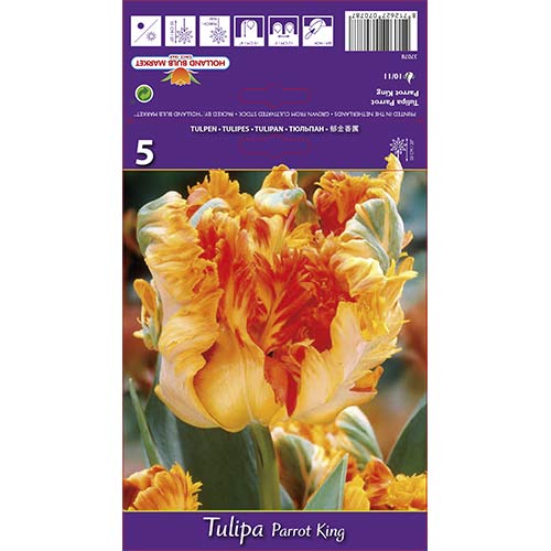 Tulipan Perrot Parrot King slika 1 članek 67801