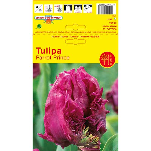 Tulipan Parrot Papiga princ slika 1 članek 68093