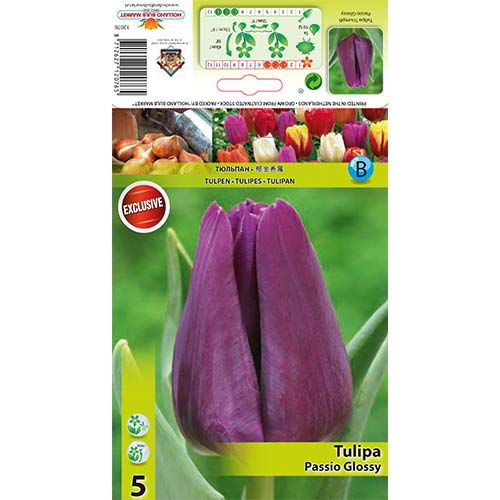 Tulipan Passio Glossy slika 1 članek 67786