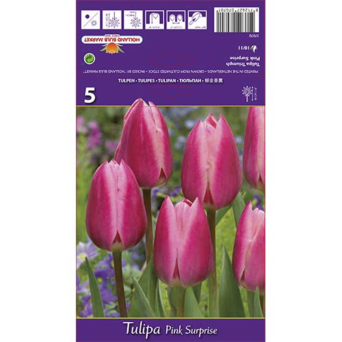 Tulipan Triumph Pink Surprise slika 1 članek 67795