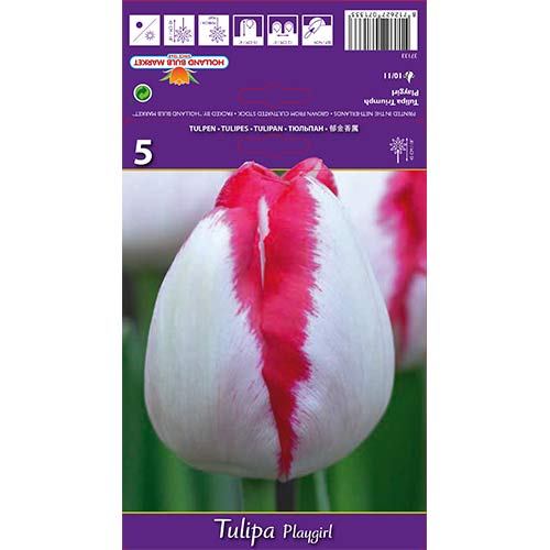 Tulipan Triumph Playgirl slika 1 članek 67796