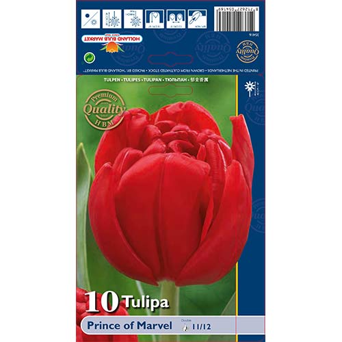 Tulipan frotirni Pink Prince of Marvel slika 1 članek 68041