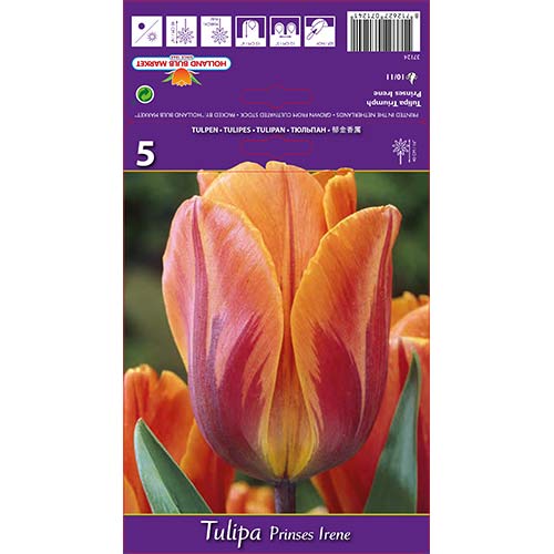 Tulipan Triumph Princess Irene slika 1 članek 67806