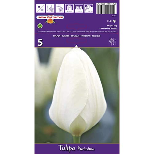 Tulipan Foster Purissima slika 1 članek 68111