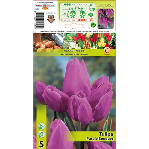 Mnogocvetni tulipan Purple Buqet slika 1 članek 67809