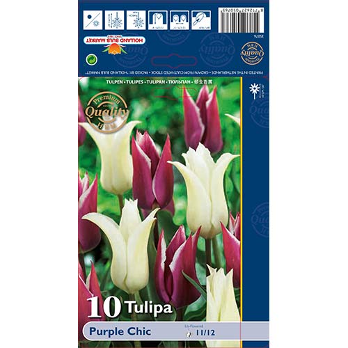 Tulipan lilijevka Purple Check, mešanica slika 1 članek 68046