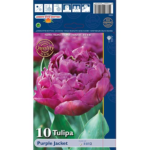 Tulipan Purple Jacket slika 1 članek 68040