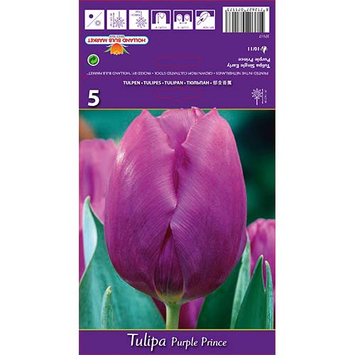 Tulipan Triumph Purple Prince slika 1 članek 67791