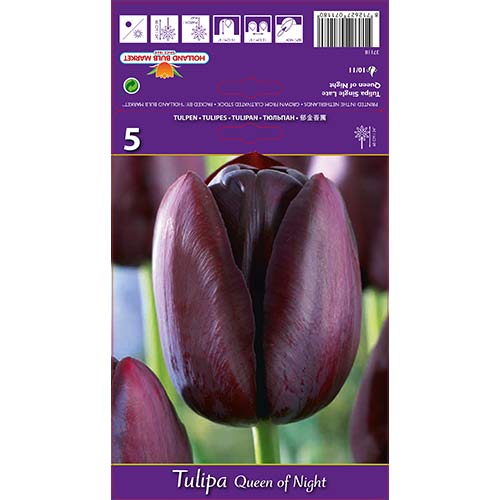 Tulipan Queen of the Night slika 1 članek 67741