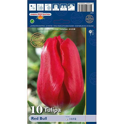 Tulipan Triumph Red Bull slika 1 članek 70261