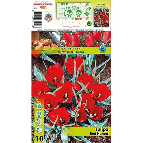 Botanični tulipan Red Hunter slika 1 članek 67822