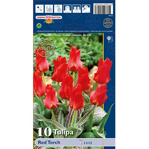 Tulipan Greiga Red Torch slika 1 članek 67814