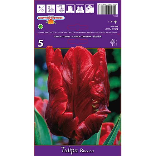 Tulipan Parrot Rococo slika 1 članek 67817