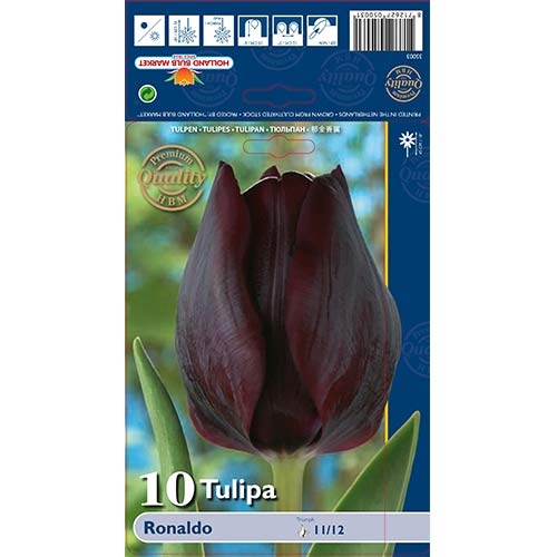 Tulipan Triumph Ronaldo slika 1 članek 67844