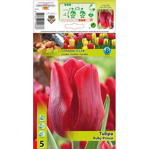 Tulipan Ruby Prince slika 1 članek 68086
