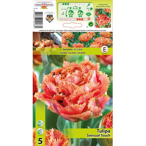 Tulipan Sensual Touch slika 1 članek 67831