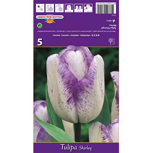 Tulipan Triumph Shirley slika 1 članek 68114