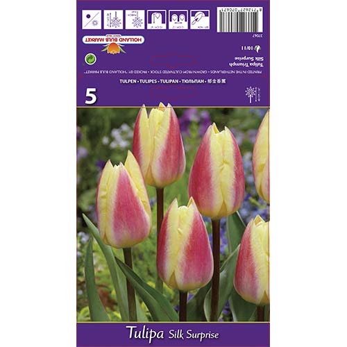 Tulipan Triumph Silk Surprise slika 1 članek 68117