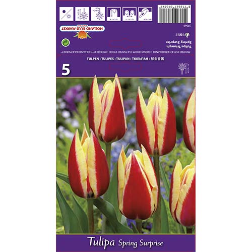 Tulipan Triumph Spring Surprise slika 1 članek 68112