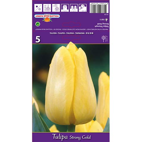 Tulipan Triumph Strong Gold slika 1 članek 70220