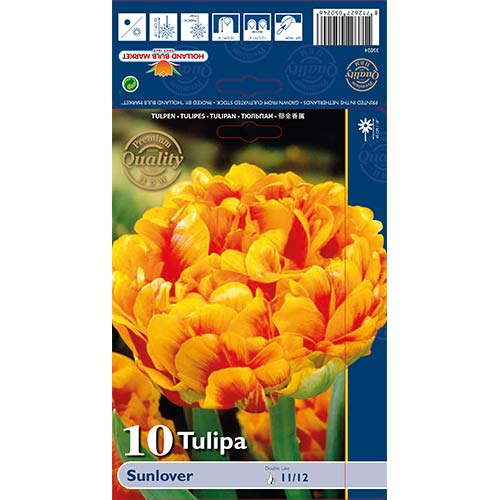 Tulipan frotirni Purple Sunlover slika 1 članek 68042