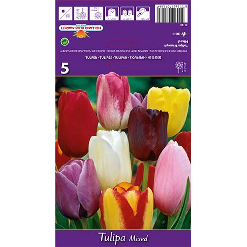 Tulipan Triumph, mešanica slika 1 članek 67846