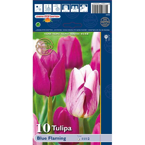 Tulipan Triumph Blue Fleming, mešanica slika 1 članek 68030